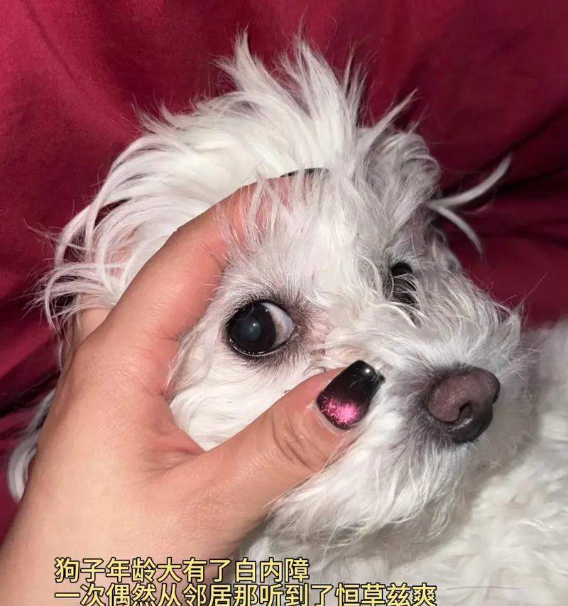 狗狗白内障早期症状识别与防控要点 狗狗白内障早期症状识别与防控要点