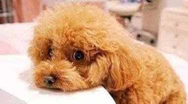 泰迪拉稀怎么办？科学急救方法与注意事项