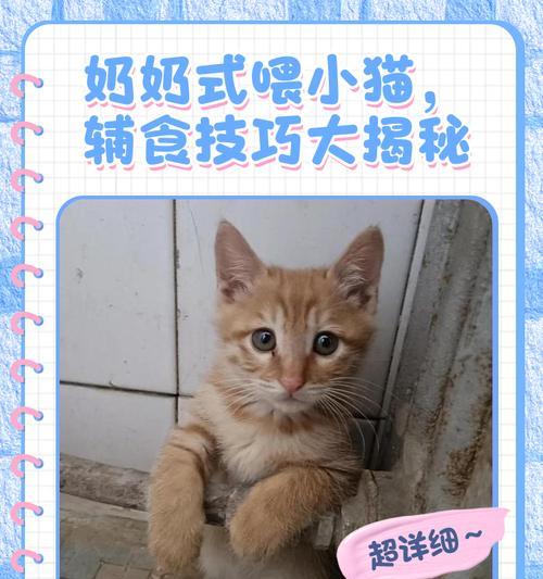 小猫喂奶频率与技巧全解析