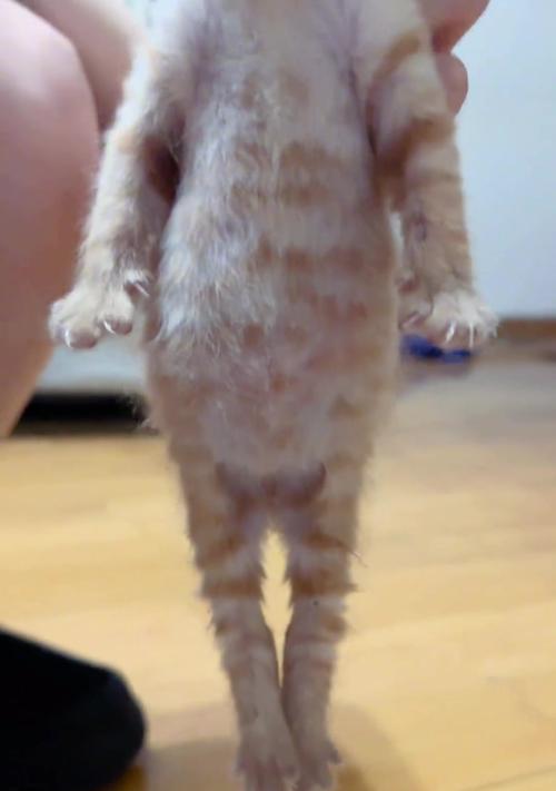 小猫喂奶频率与技巧全解析