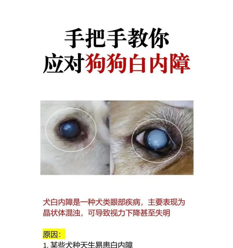 狗狗白内障早期症状识别与防控要点 狗狗白内障早期症状识别与防控要点