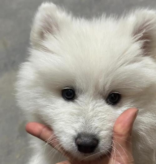 萨摩耶成犬成长周期解析与关键因素 萨摩耶成犬成长周期解析与关键因素