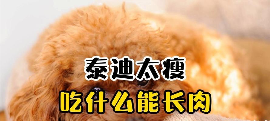 三个月泰迪饮食注意事项，科学喂养指南