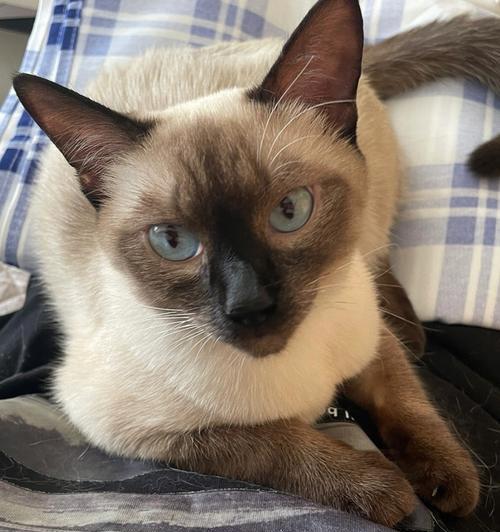 暹罗猫优缺点全解析，是否适合你家？