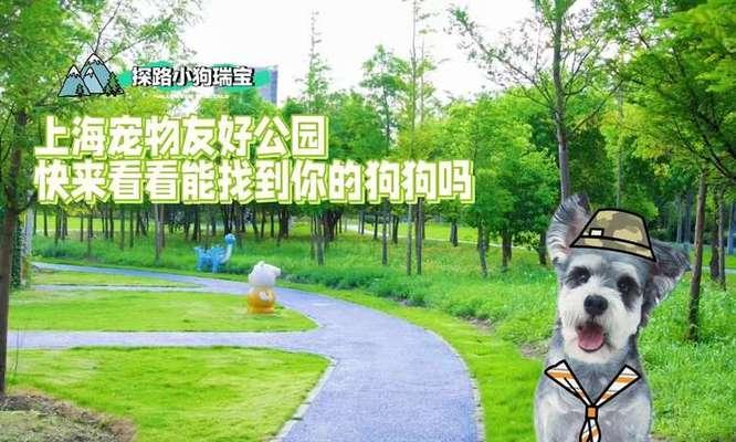 上海遛狗公园推荐，与爱宠共享欢乐时光
