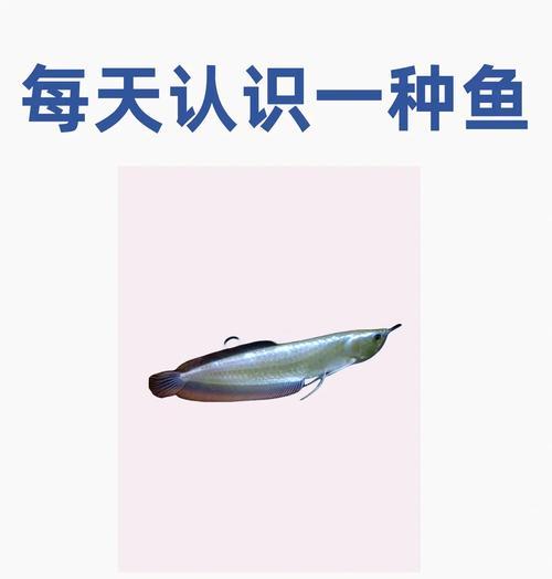 养鱼初学者必知——进缸后喂食频率与注意事项