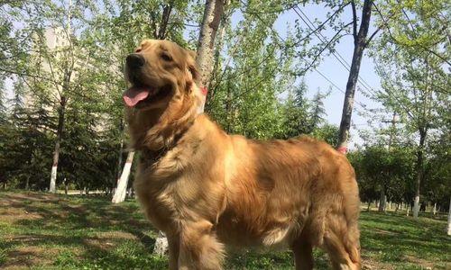 两个月小狗遛步注意事项与时间建议 两个月小狗遛步注意事项与时间建议