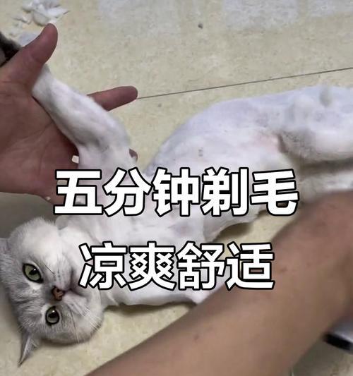 猫咪剪毛后多久能长出新毛？影响因素全解析
