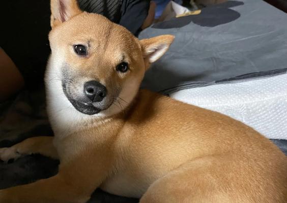 柴犬如何快速建立对主人的信任与依恋