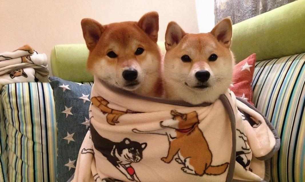 柴犬如何快速建立对主人的信任与依恋