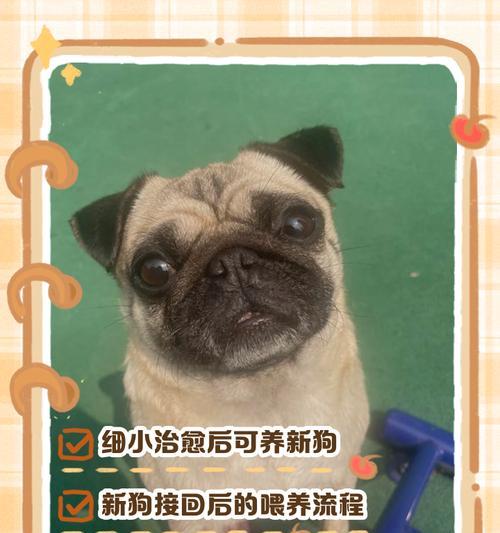 两个月小狗遛步注意事项与时间建议 两个月小狗遛步注意事项与时间建议