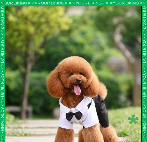 泰迪犬换牙后新牙生长的注意事项与护理