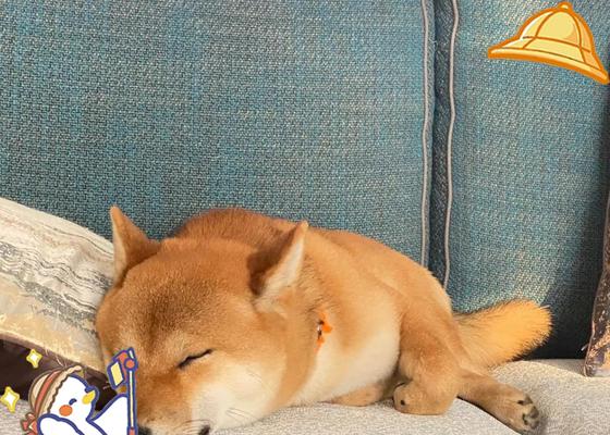 柴犬如何快速建立对主人的信任与依恋