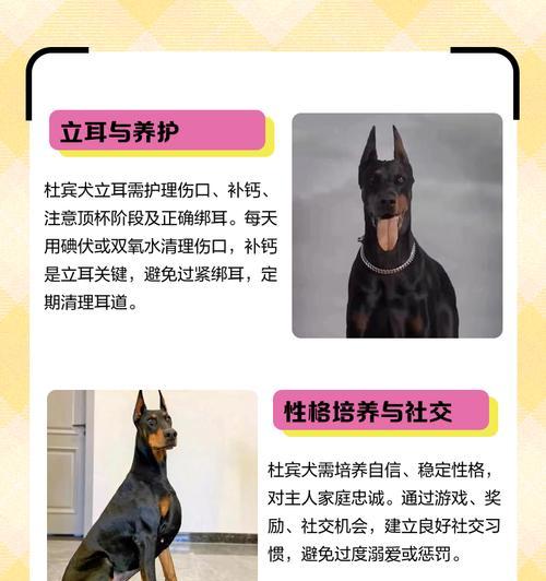 杜宾犬立耳过程全解析：耐心等待与科学护理