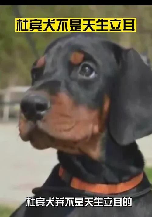 杜宾犬立耳过程全解析：耐心等待与科学护理