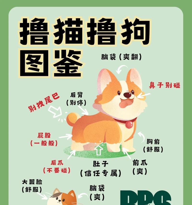 撸狗的正确姿势与技巧,打造亲密关系 撸狗的正确姿势与技巧,打造亲密关系