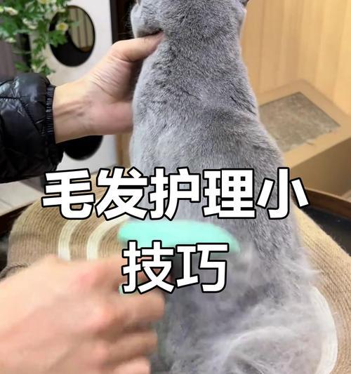 猫咪剪毛后多久能长出新毛？影响因素全解析