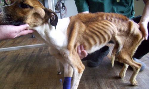 2个月大小狗饮食规律与饥饿感管理 2个月大小狗饮食规律与饥饿感管理