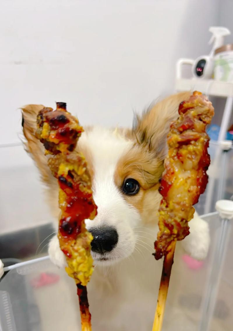 2个月大小狗饮食规律与饥饿感管理 2个月大小狗饮食规律与饥饿感管理