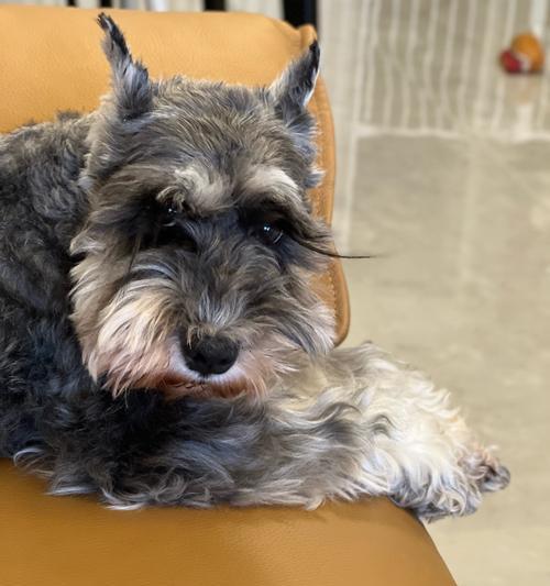 2个月大小狗饮食规律与饥饿感管理 2个月大小狗饮食规律与饥饿感管理