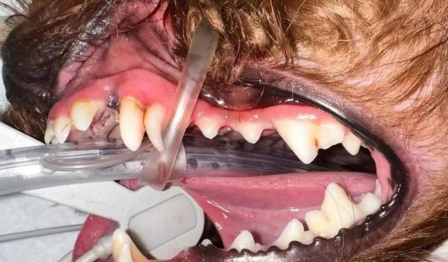 泰迪犬换牙后新牙生长的注意事项与护理