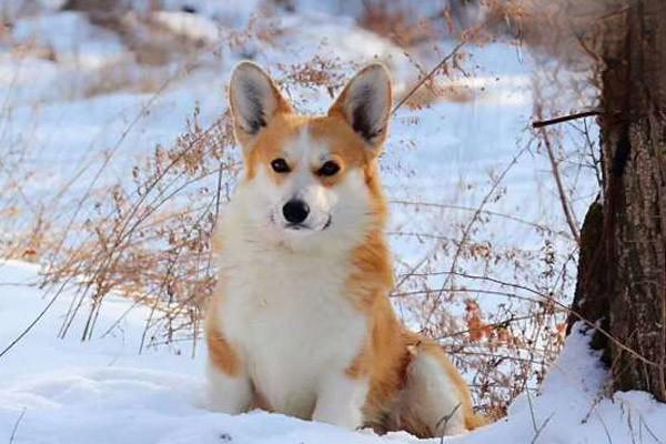 犬猫误食马钱子中毒症状及急救处理