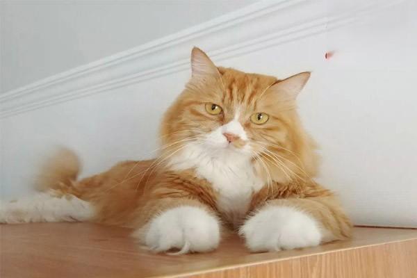 犬猫磺胺类药物中毒症状及处理方法