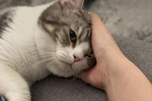 犬猫氯丙嗪中毒症状与急救处理方法 犬猫氯丙嗪中毒症状与急救处理方法