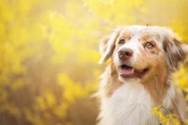 犬猫氨基糖苷类抗生素中毒症状及处理方法