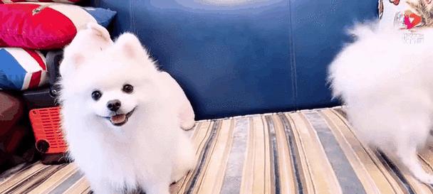 带狗出行选车指南,如何选择最适合的车型? 带狗出行选车指南,如何选择最适合的车型?