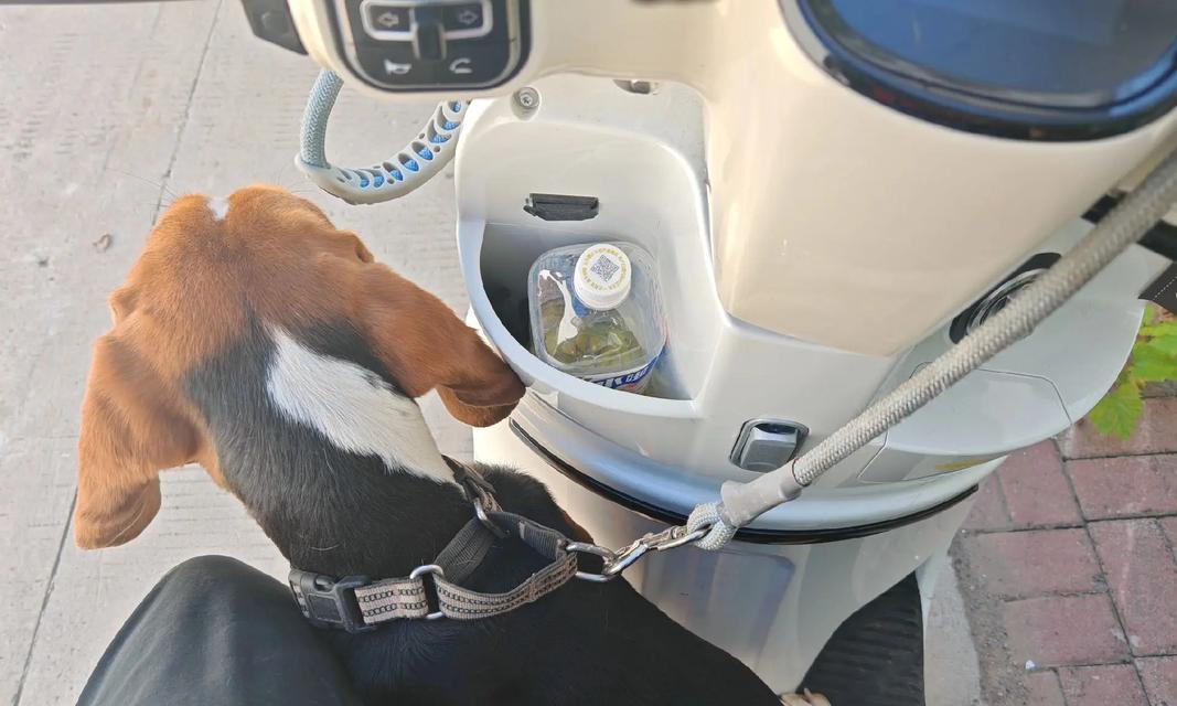 带狗出行选车指南,如何选择最适合的车型? 带狗出行选车指南,如何选择最适合的车型?