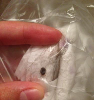 狗狗身上常见寄生虫及预防方法