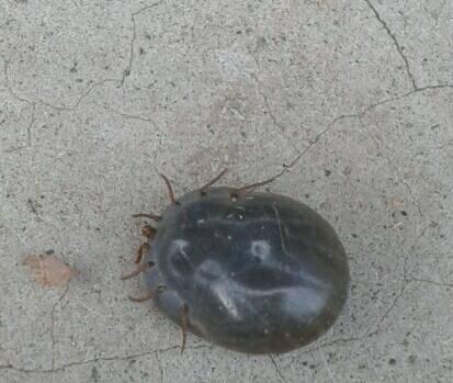 狗狗身上常见寄生虫及预防方法