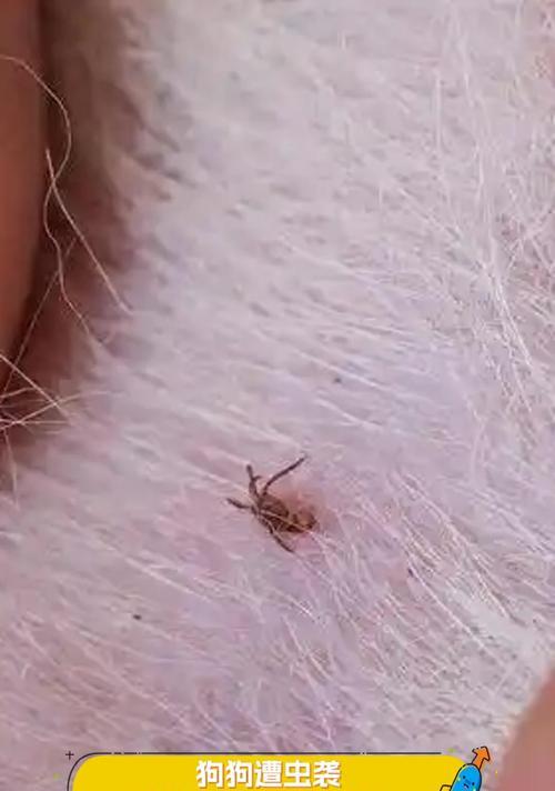 狗狗身上常见寄生虫及预防方法