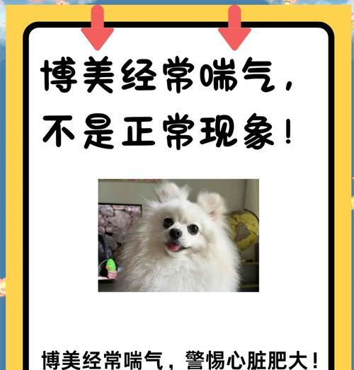 狗狗伸舌头喘气的科学原因与健康提示 狗狗伸舌头喘气的科学原因与健康提示