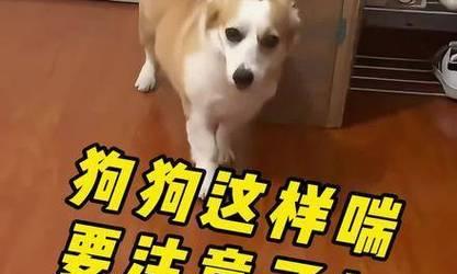 狗狗伸舌头喘气的科学原因与健康提示 狗狗伸舌头喘气的科学原因与健康提示