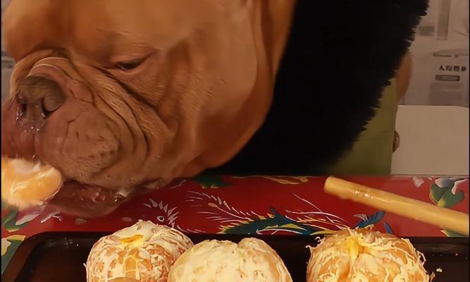 幼犬水果饮食指南，健康营养从选择开始