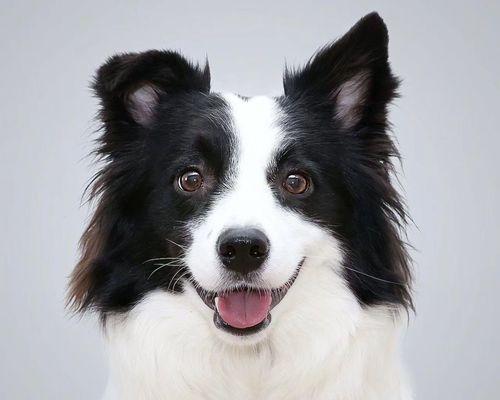 如何挑选经济实惠的大型犬品种