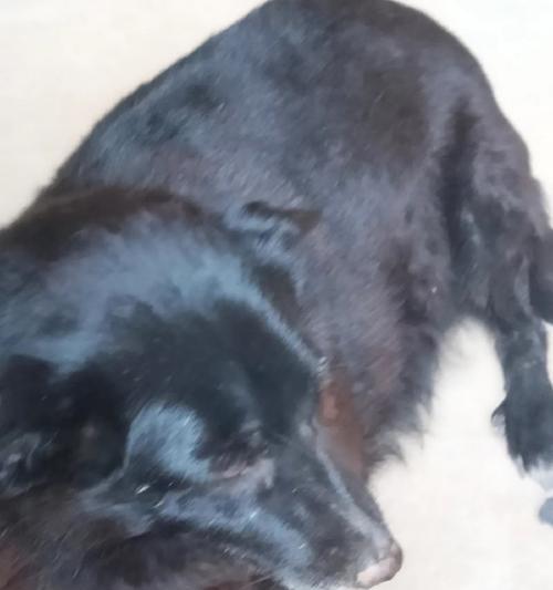 狗狗啃脚行为解析，背后原因与应对方法