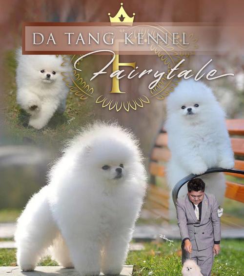 如何挑选经济实惠的大型犬品种