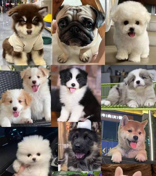 如何挑选经济实惠的大型犬品种