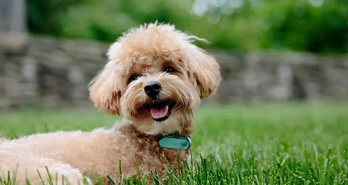 幼犬水果饮食指南，健康营养从选择开始
