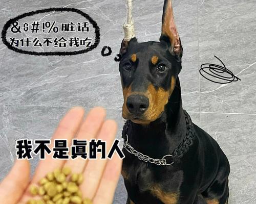 杜宾犬饮食指南：如何科学喂养保持健康