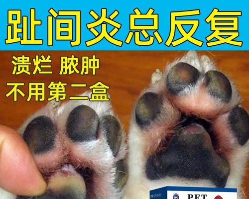 狗狗啃脚行为解析，背后原因与应对方法