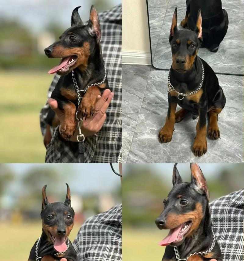 杜宾犬饮食指南：如何科学喂养保持健康