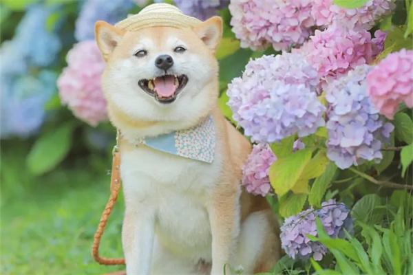 狗狗吃草的七大原因及应对方法