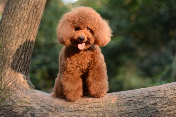 宠物狗基础训练指南:坐下、握手、定点大小便等必备技能 宠物狗基础训练指南:坐下、握手、定点大小便等必备技能