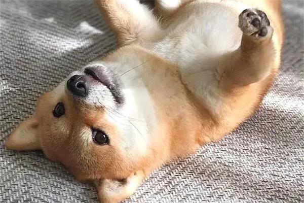 纠正狗狗扑人和爆冲行为的实用方法