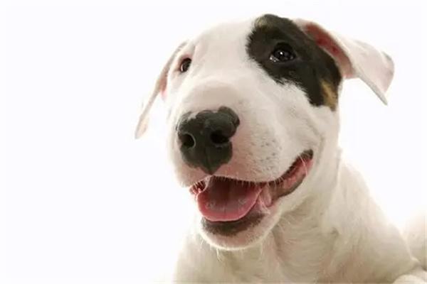 狗狗怀孕的常见特征及护理要点