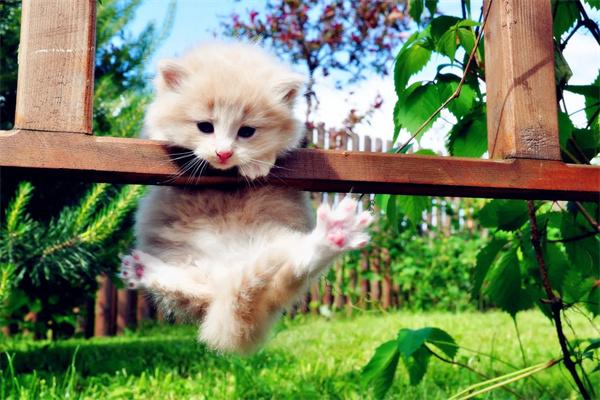 猫咪坐立不安的七大常见原因解析